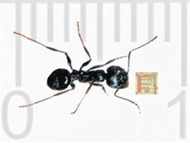 Figure 4 bio chip