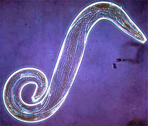 Figure 5 Sporozoite