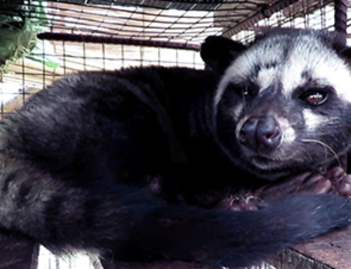 The animal origin of SARS-CoV-2