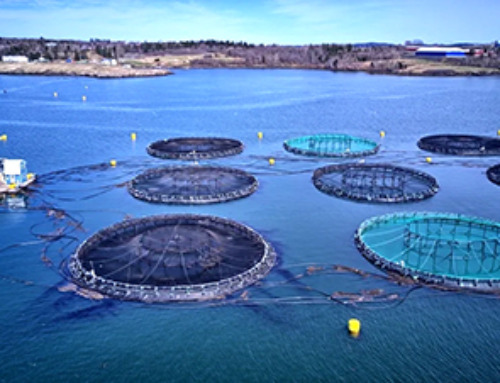How Nanotechnology Can Make a Splash in Aquaculture