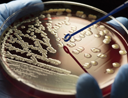 The race to fight the ‘superbugs’ – the next global health threat