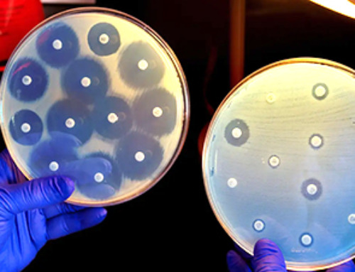 Silver nanoparticles show promise in fighting antibiotic-resistant bacteria