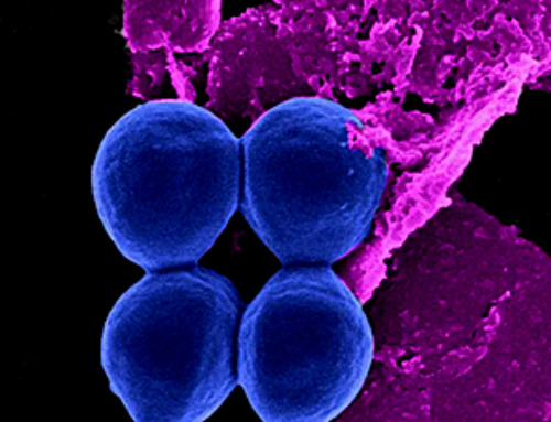 Ultrathin Nanotech Promises to Help Tackle Antibiotic Resistance