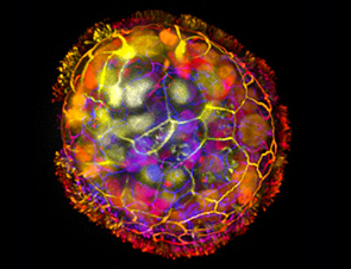 Tiny robots made from human cells heal damaged tissue