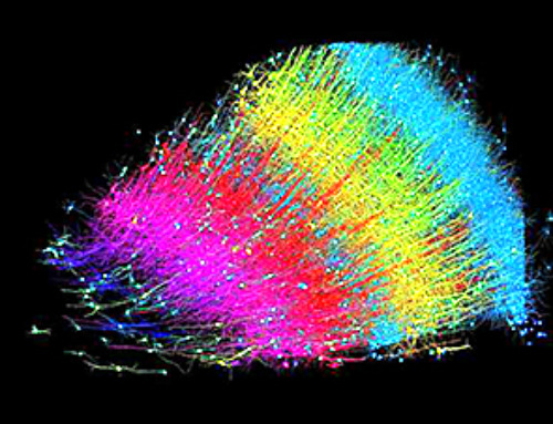 Human brain map contains never-before-seen details of structure