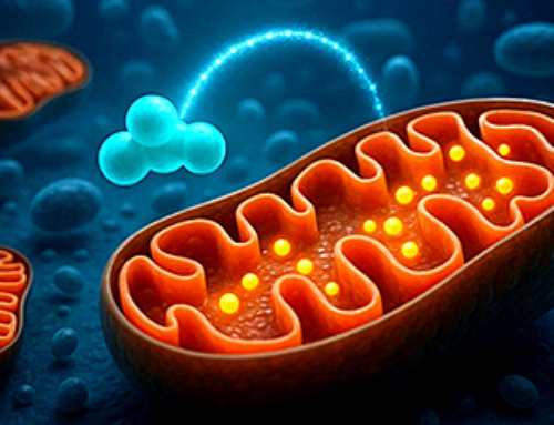 This Tiny Cellular Gate Could Be the Key to Curing Cancer – And Regrowing Hair