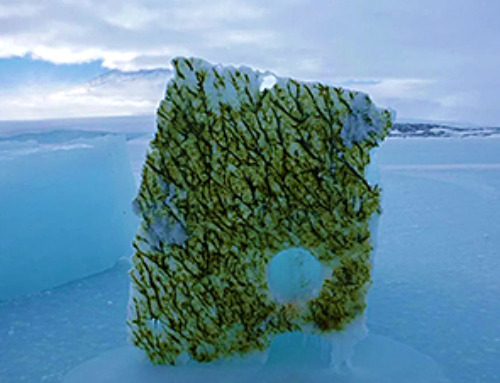 Melting Ice Is Changing the Color of the Ocean – Scientists Are Alarmed