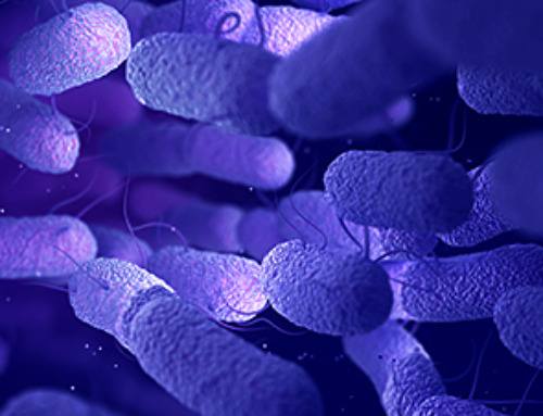 Ancient DNA sheds light on evolution of relapsing fever bacteria