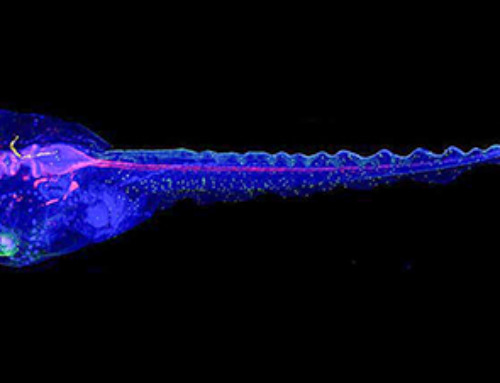 Cyborg tadpoles are helping us learn how brain development starts