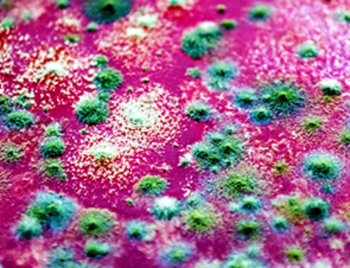 Are Pesticides Breeding the Next Pandemic? Experts Warn of Fungal Superbugs