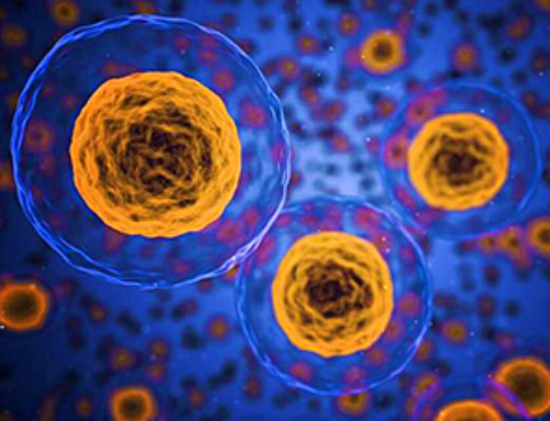 Team discovers how tiny parts of cells stay organized, new insights for blocking cancer growth