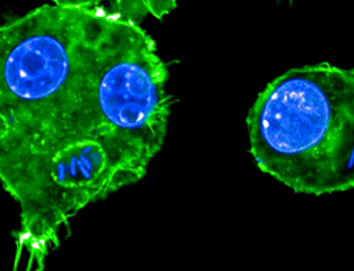 How the evolution of a single gene allowed the plague to adapt, prolonging the pandemics