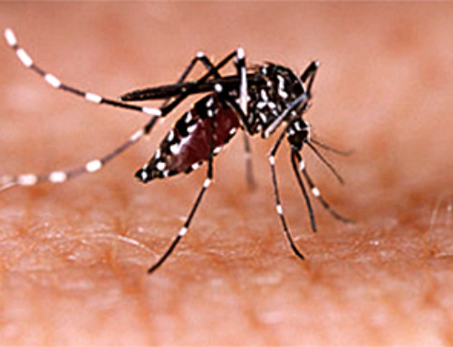 New method genetically blocks mosquitoes from transmitting malaria