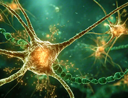 Natural Compound Combo Restores Aging Brain Cells
