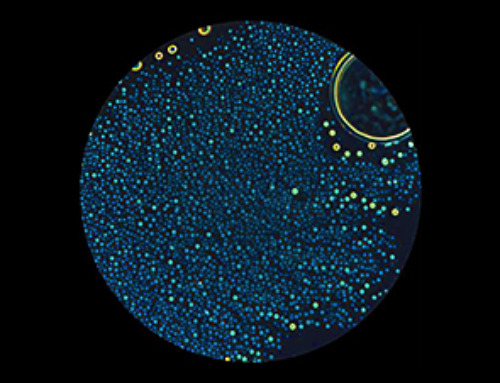 Alpha amino acids’ stability may explain their role as early life’s protein building blocks