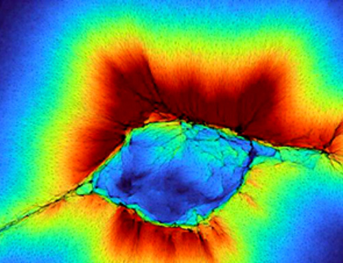 By working together, cells can extend their senses beyond their direct environment