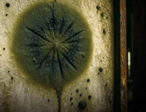 Chernobyl scientists discover black fungus feeding on deadly radiation
