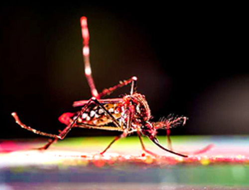 Study of 86 chikungunya outbreaks reveals unpredictability in size and severity