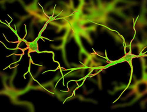 Scientists Find a Way to Help the Brain Clear Alzheimer’s Plaques Naturally