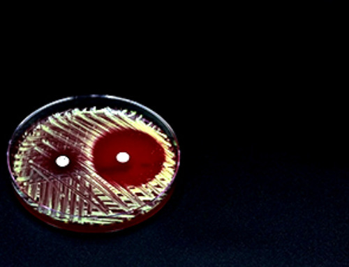 Multifunctional Nanogels: A Breakthrough in Antibacterial Strategies