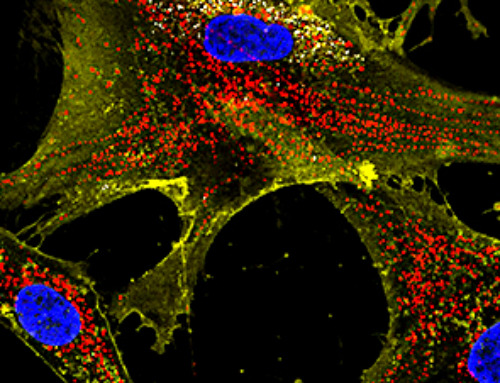 Nanoflowers rejuvenate old and damaged human cells by replacing their mitochondria