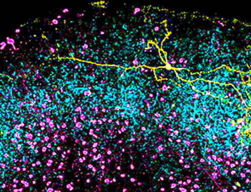 The basic mechanisms of visual attention emerged over 500 million years ago, study suggests