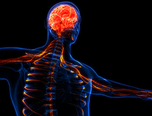 Nerve Damage Can Disrupt Immunity Across the Entire Body