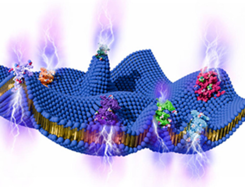 Cell Membranes May Act Like Tiny Power Generators