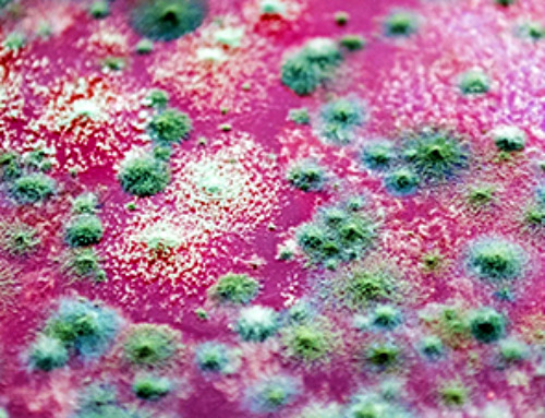 A Forgotten Molecule Could Revive Failing Antifungal Drugs and Save Millions of Lives