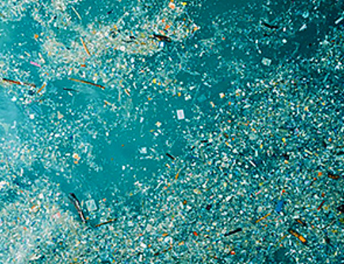 Oceans Are Struggling To Absorb Carbon As Microplastics Flood Their Waters