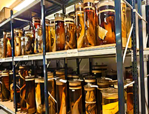 Analyzing Darwin’s specimens without opening 200-year-old jars