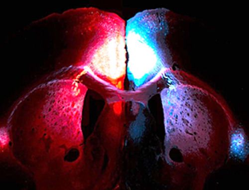 Rejuvenating neurons restores learning and memory in mice