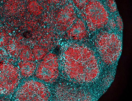 Viagra Ingredient Shows Promise for Rare Childhood Brain Disease in Surprising Study