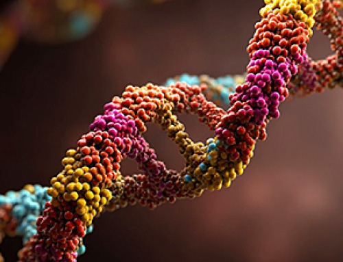 RNA Recycling Extends Lifespan