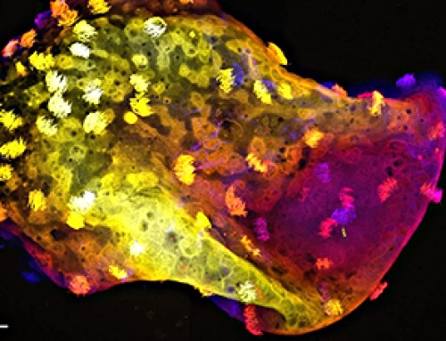 Scientists Create “Neurobots” – Living Machines With Their Own Nervous Systems