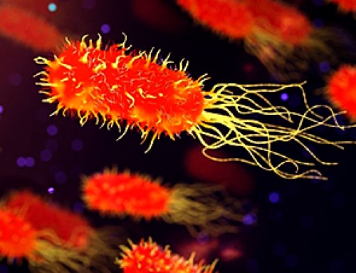 Forgotten Medicinal Plant Shows Promise in Fighting Dangerous Superbugs