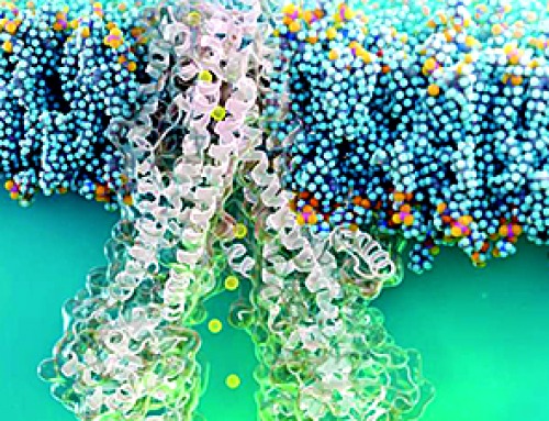 Nanobody repairs misfolded CFTR inside cells, boosting function in cystic fibrosis