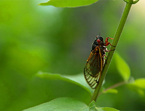 What to Know About Cicada, or BA.3.2, the Latest SARS-CoV-2 Variant Under Monitoring