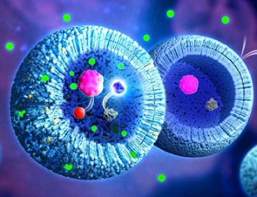 Artificial cells gain porous membranes, enabling lab reactions and drug release
