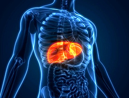 Scientists Create Tiny “Mini Livers” That Could One Day Replace Liver Transplants