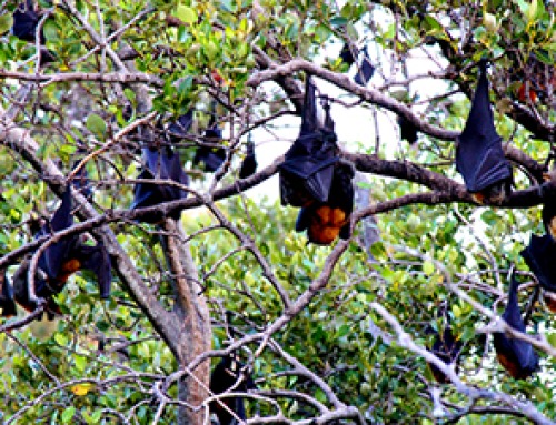 One Tiny Change May Explain How Viruses Jump From Bats to Humans