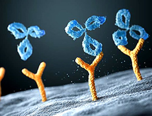 Antibody recycling, FcRn and the next generation of biologics
