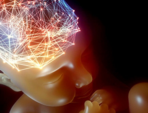 Two Hidden Forces Help Build the Human Brain Before Birth