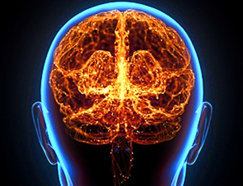 Scientists Discover a Hidden “Immune Organ” Inside the Skull