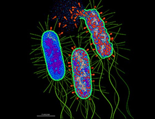A Virus Gives Itself Away the Moment It Attacks