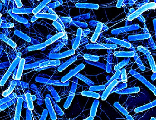 Scientists Discover a Powerful New Weapon Against a Dangerous Gut Infection
